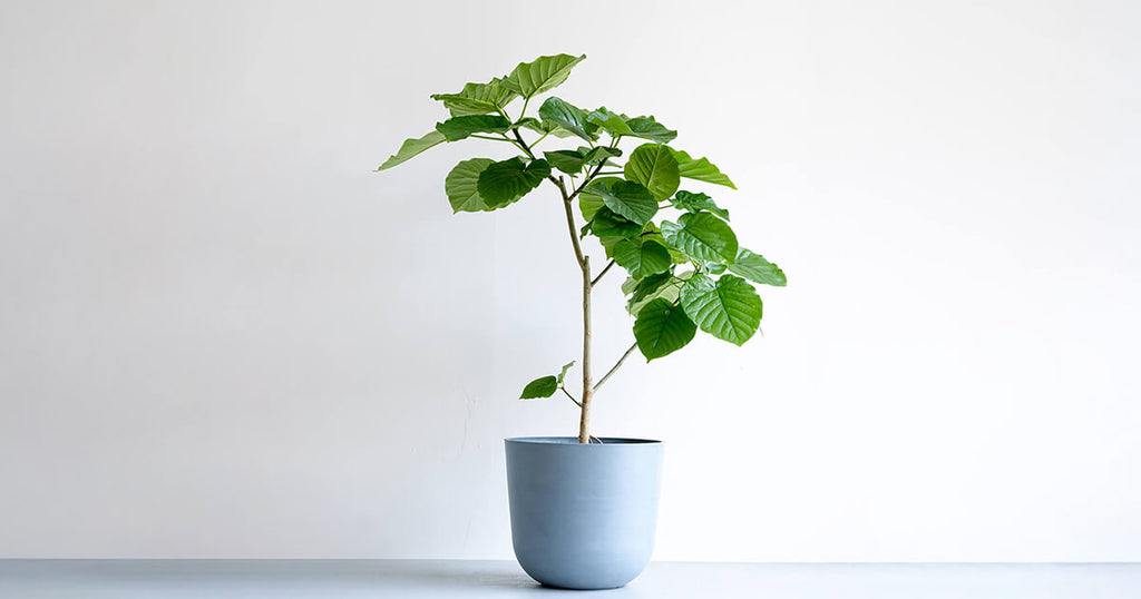 フィカス・ウンベラータ