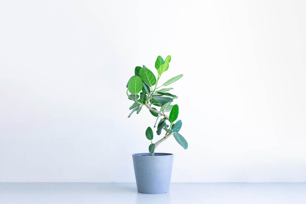 フィカス まがり