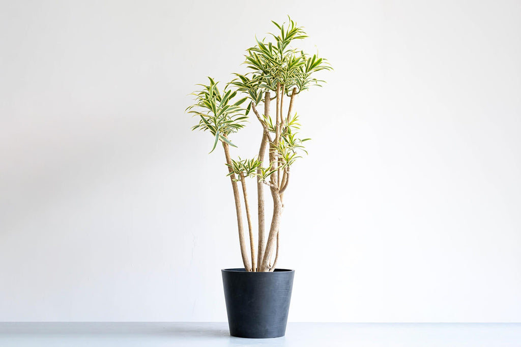 ドラセナ・ソングオブインディア 10号