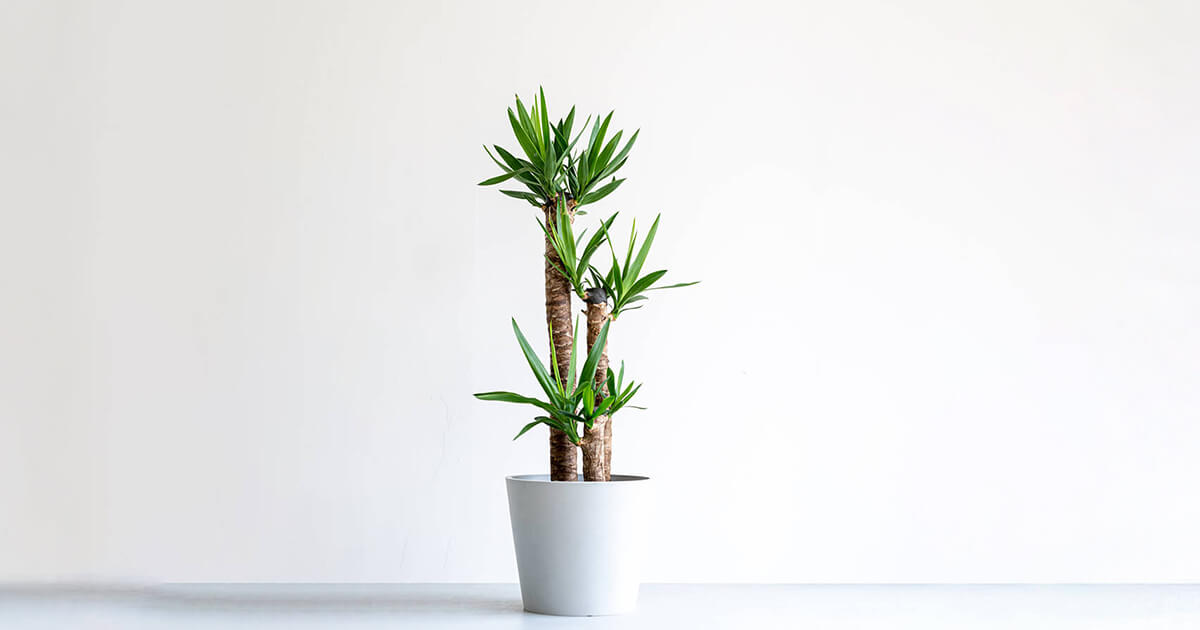 ユッカ・エレファンティペス（青年の木）