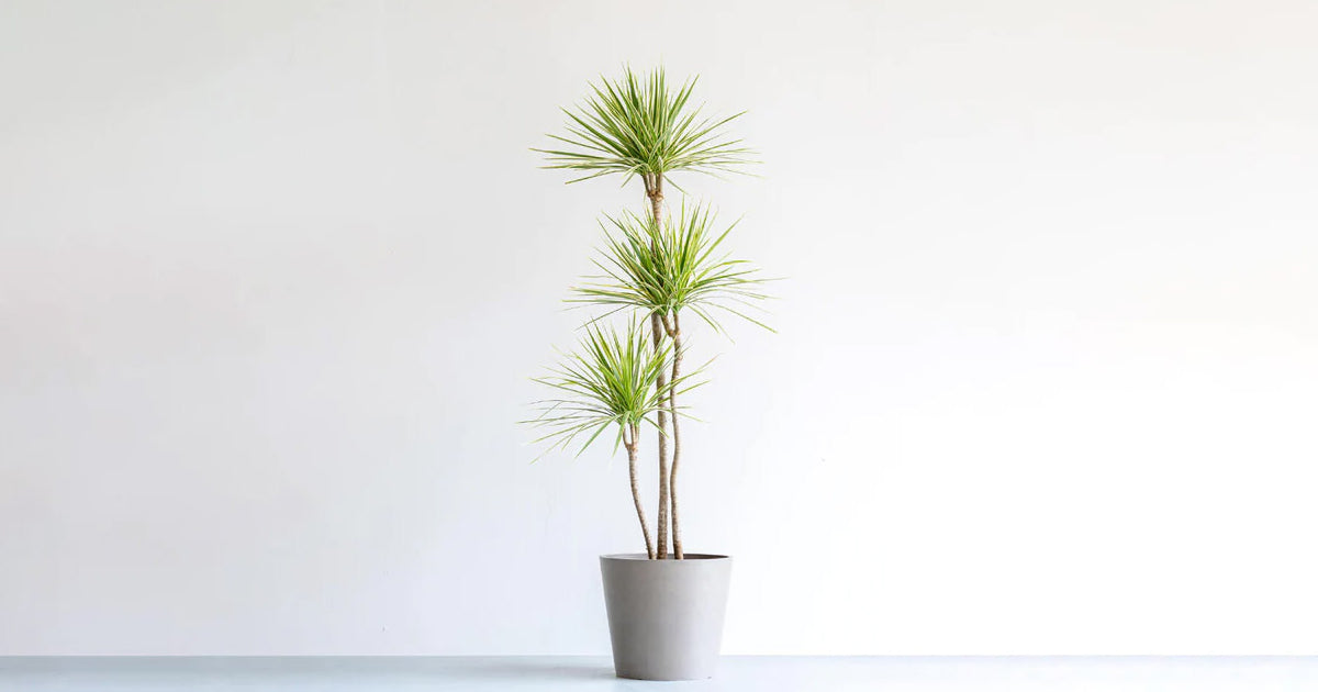 ドラセナ・コンシンネ・ホワイボリー