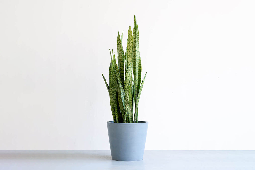 サンスベリア・ゼラニカ 10号