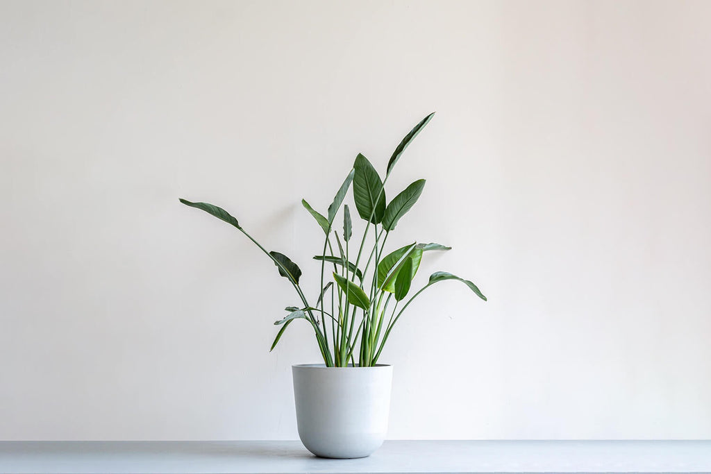 ストレリチア 12号