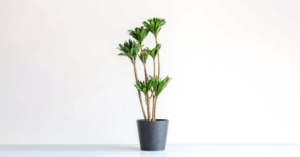 ドラセナ・デレメンシス・コンパクタ