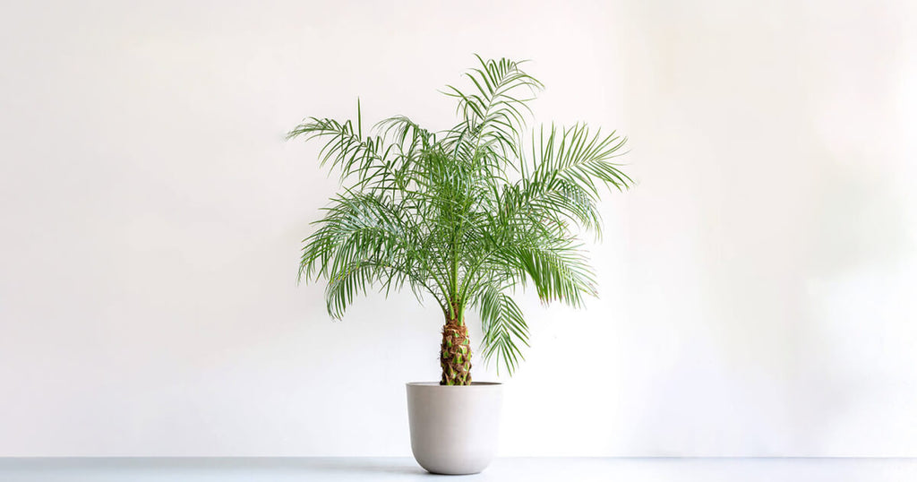 フェニックス・ロベレニー