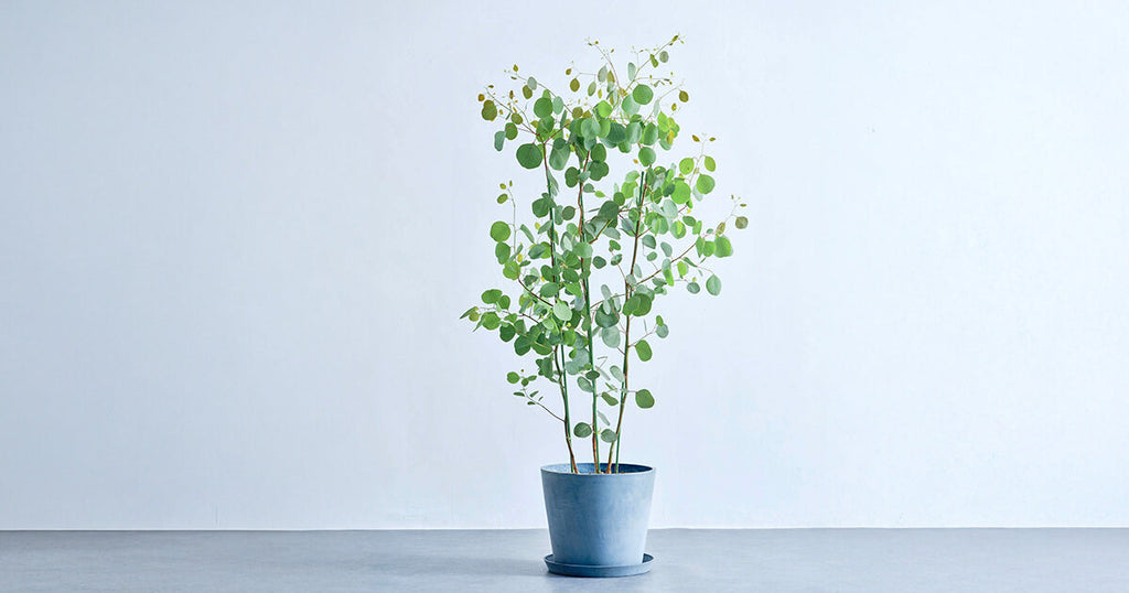 ユーカリ・ポポラス