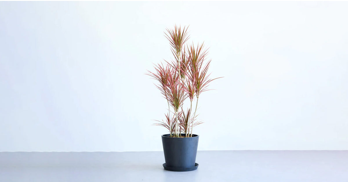 ドラセナ・コンシンネ・スカーレッドアイビス