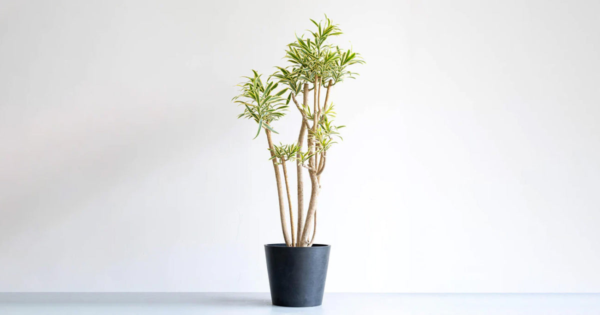 ドラセナ・ソングオブインディア