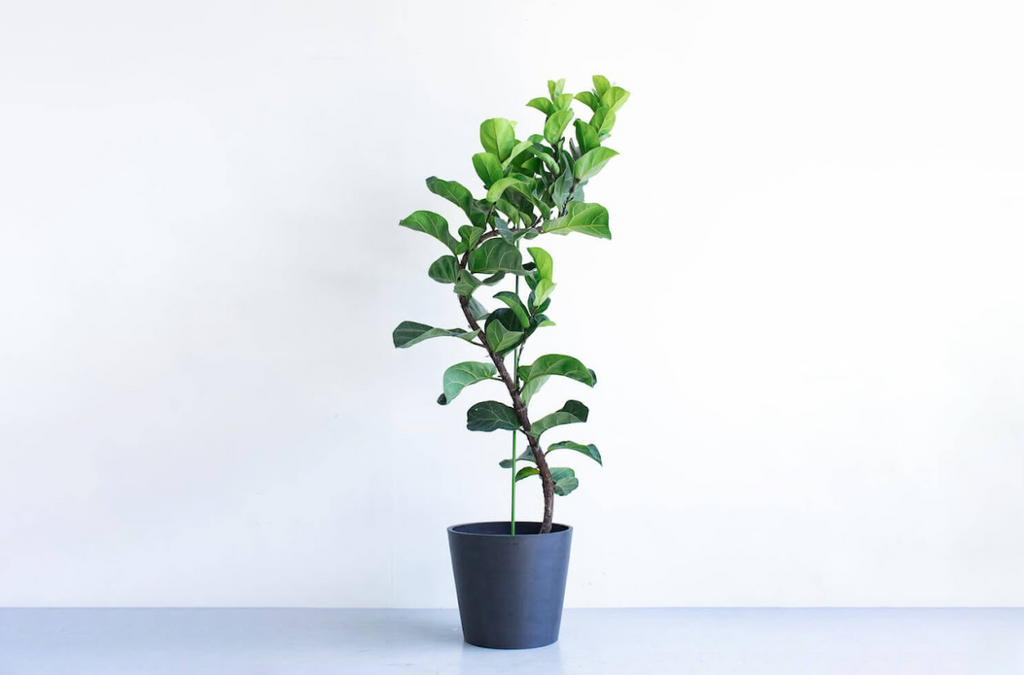 フィカス・リラータ・バンビーノ 10号