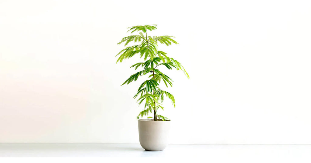 エバーフレッシュ