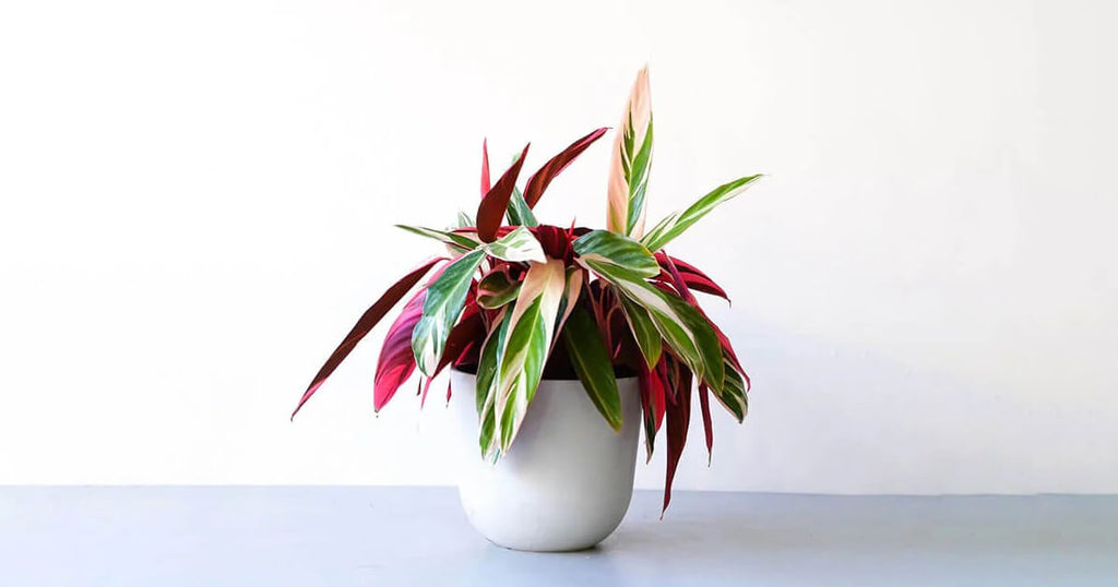 ストロマンテ・トリオスター