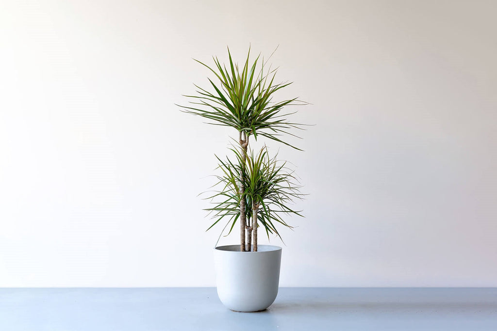 ドラセナ・コンシンネ 8号