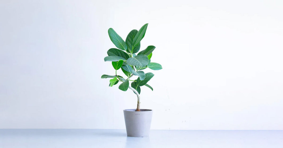 フィカス・ベンガレンシス