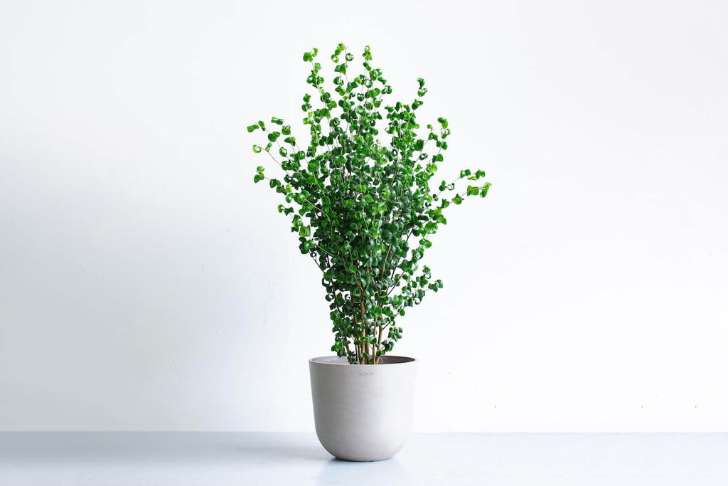 フィカス・ベンジャミン・バロック 8号