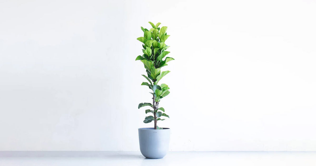 フィカス・リラータ・バンビーノ