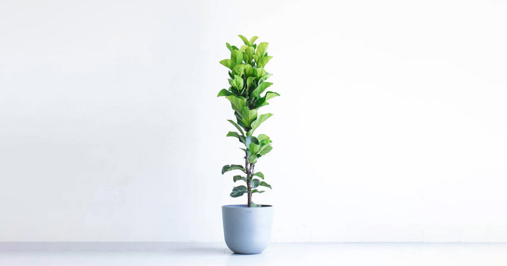 フィカス・リラータ・バンビーノ