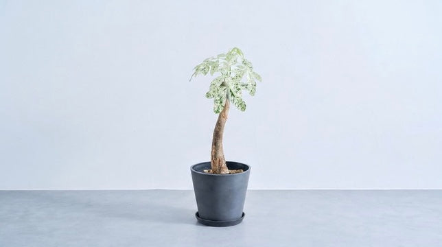 パキラ・ミルキーウェイ