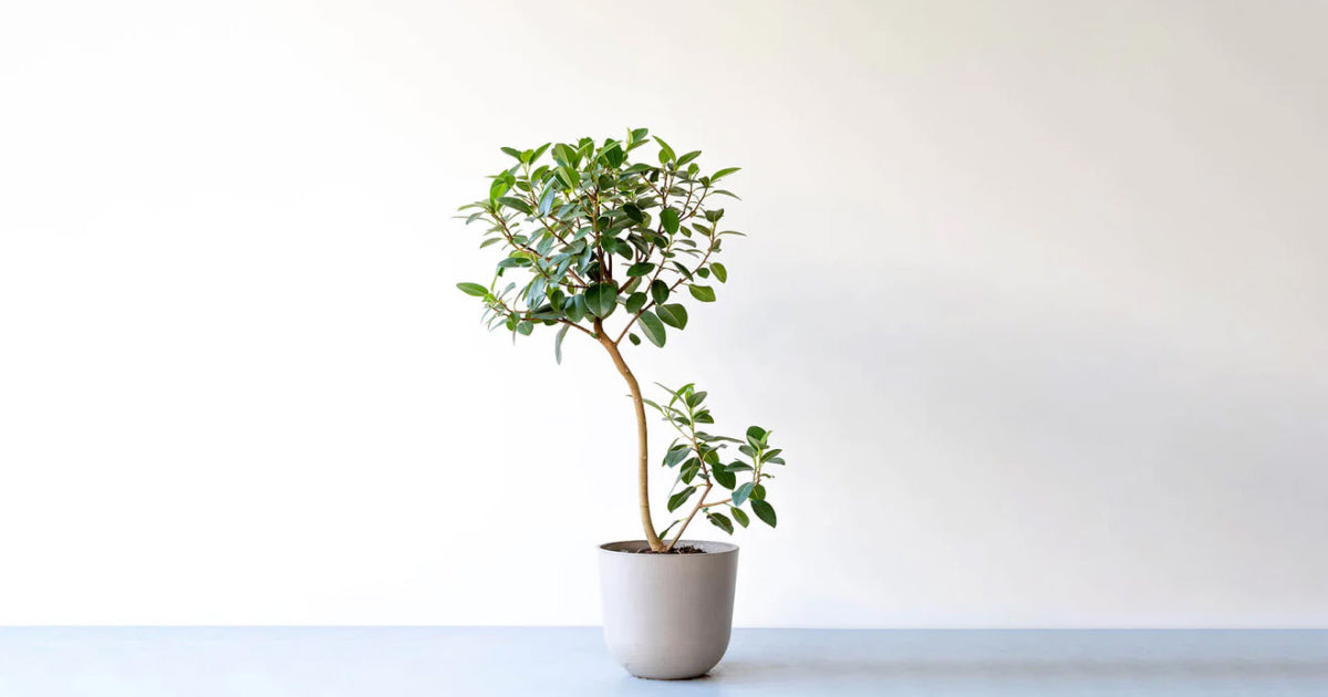 フランスゴムの木