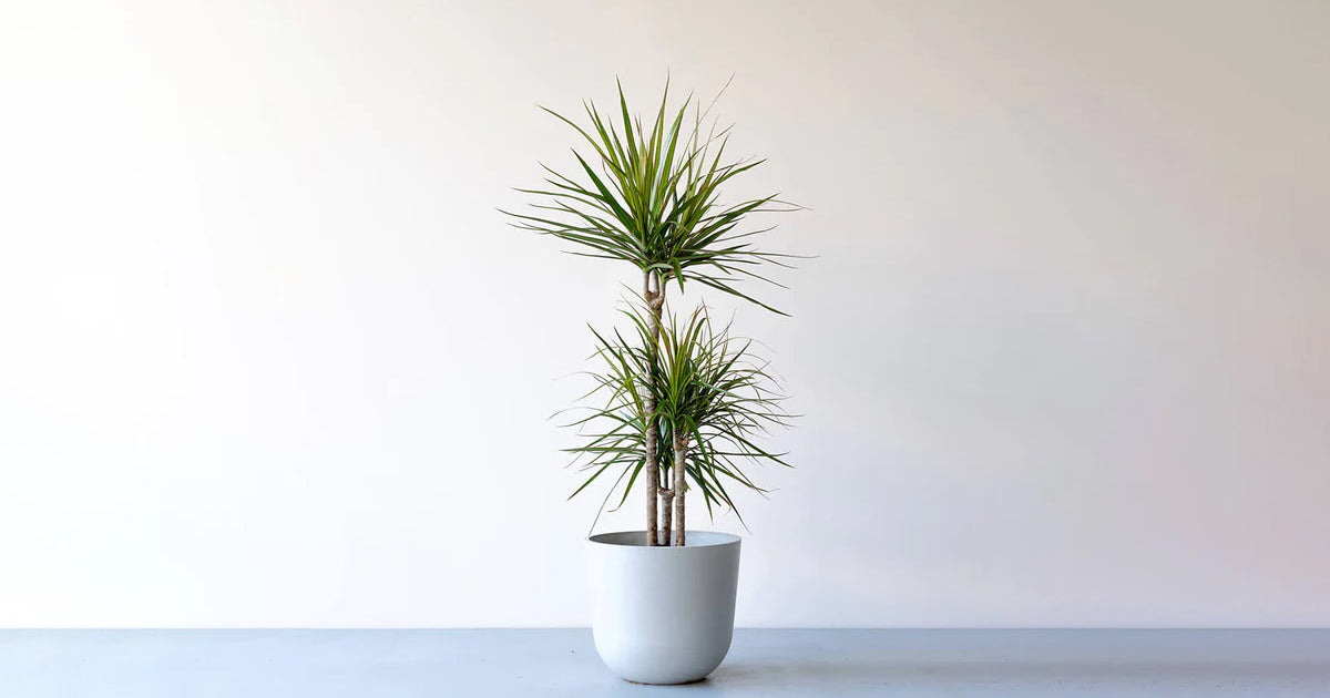 ドラセナ・コンシンネ