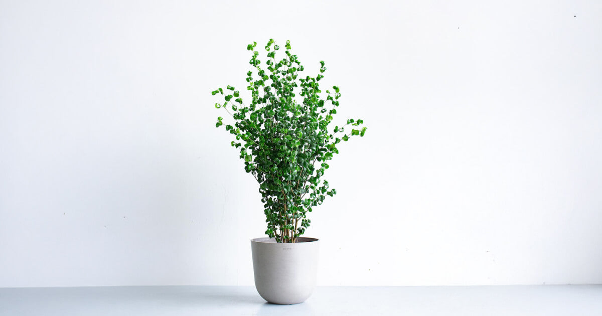 フィカス・ベンジャミン・バロック