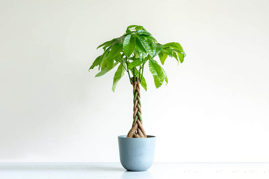 観葉植物 ねじり