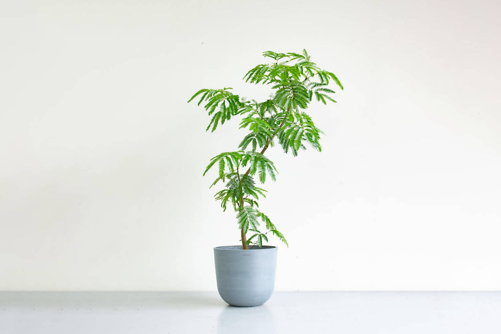 観葉植物 まがり