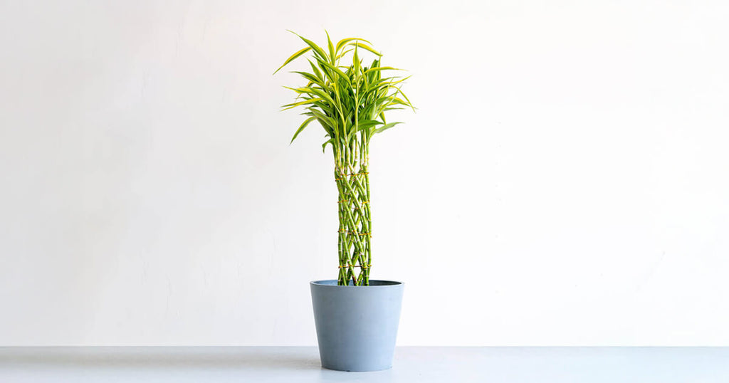 ミリオンバンブー