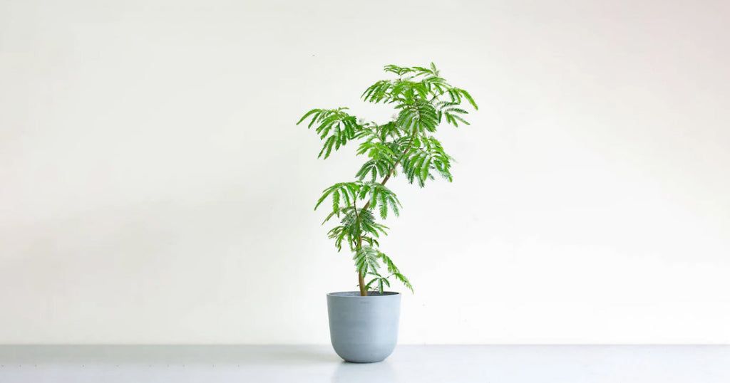 エバーフレッシュ まがり