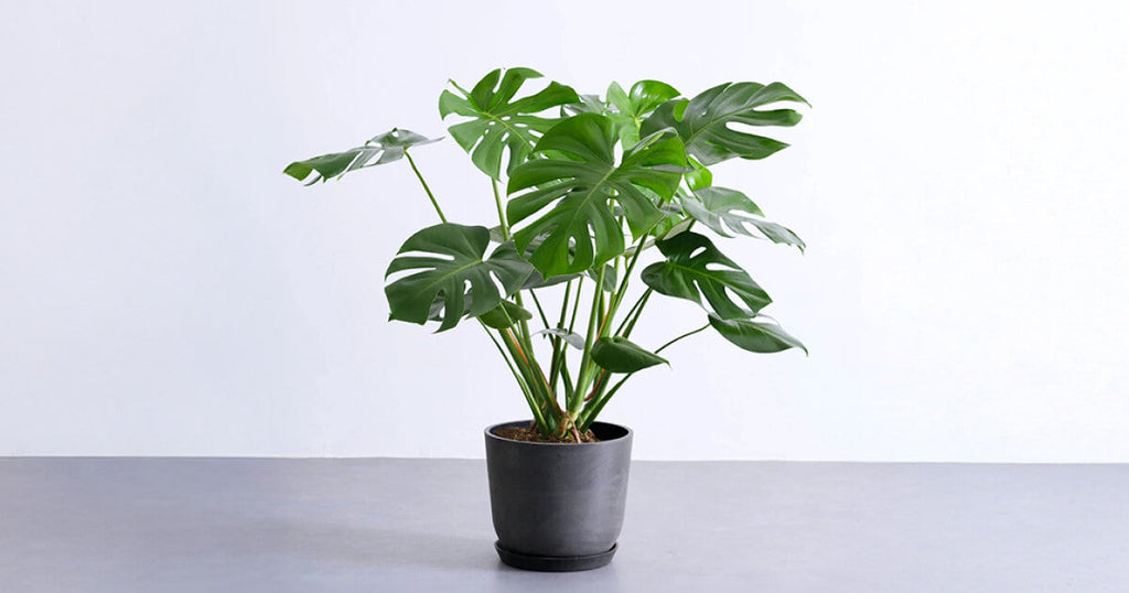 モンステラ 8号