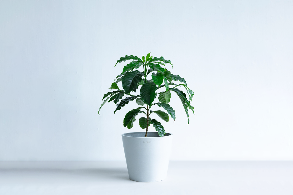 コーヒーの木 6号