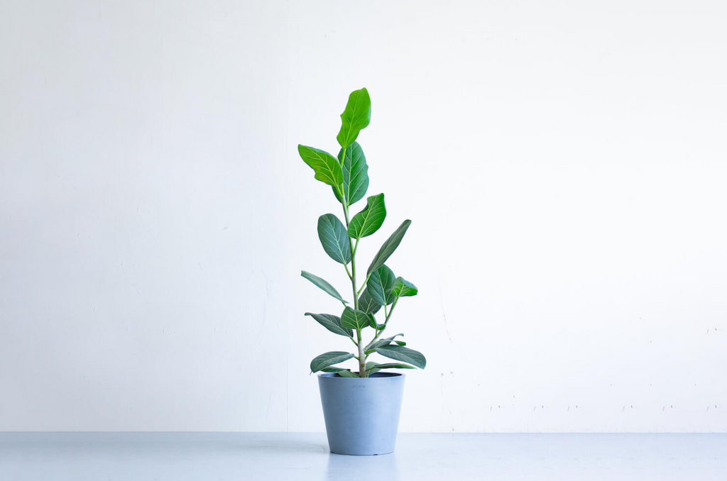 フィカス・ベンガレンシス 6号