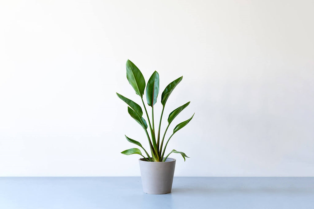 ストレリチア・レギネ 6号