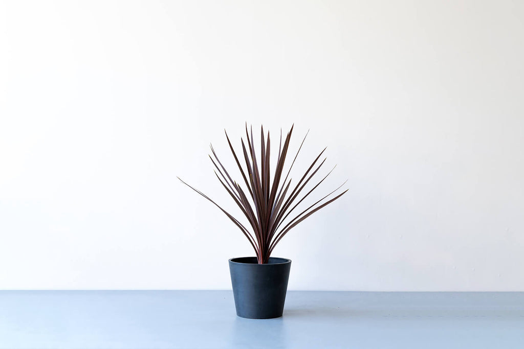 コルジリネ・オーストラリス・レッドスター