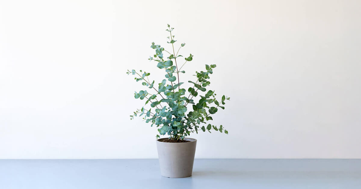 ユーカリ・グニー