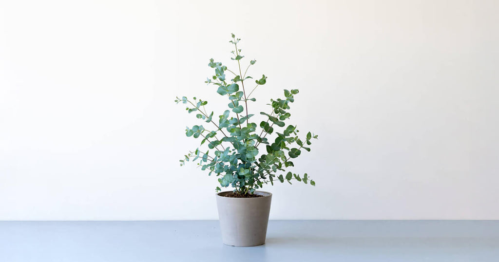 ユーカリ・グニー