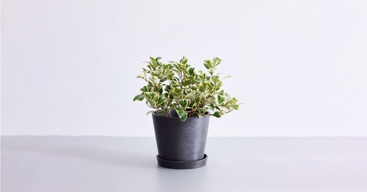 フィカス・スイートハート