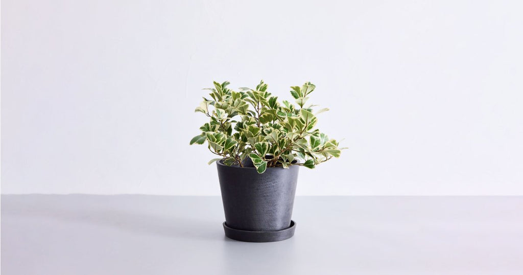 フィカス・スイートハート