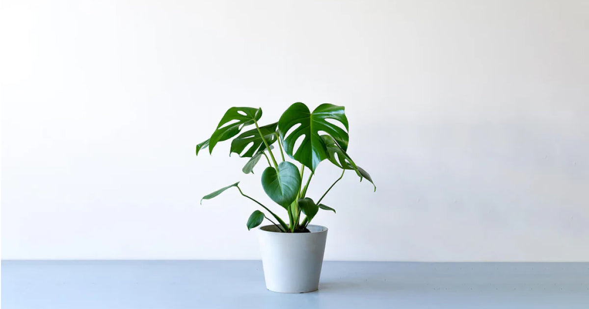 モンステラ・デリシオーサ