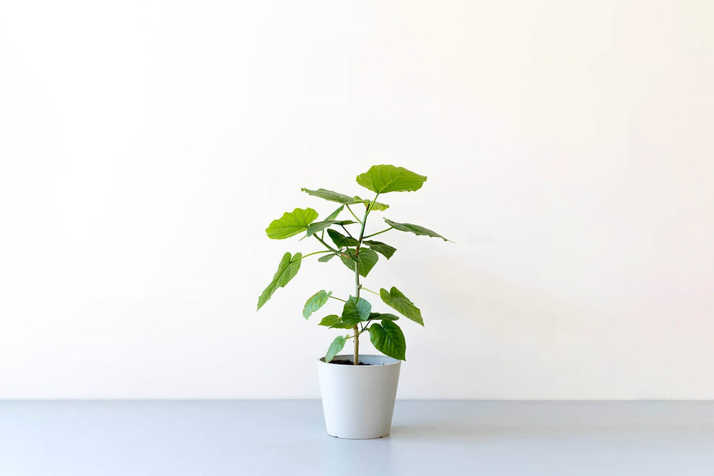 フィカス・ウンベラータ ノーマル