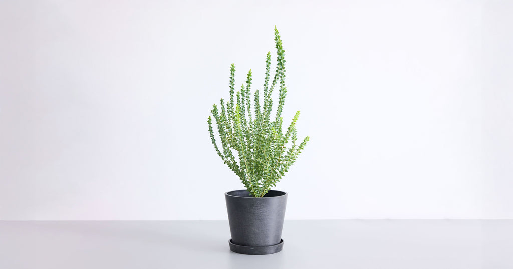 三角葉アカシア