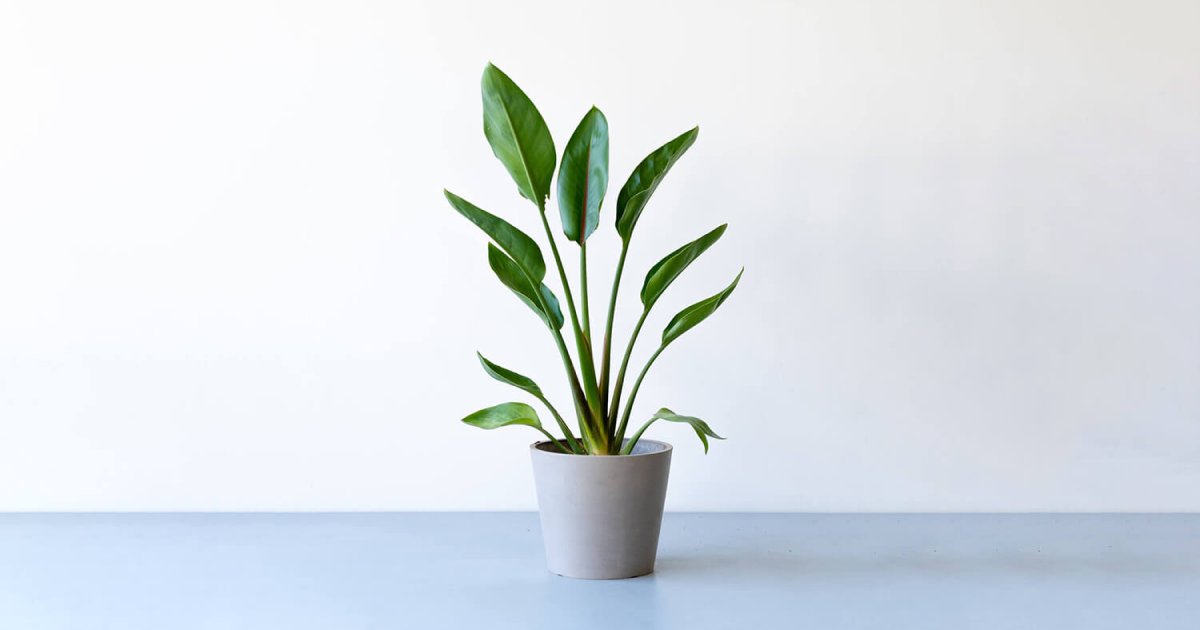 ストレリチア・レギネ