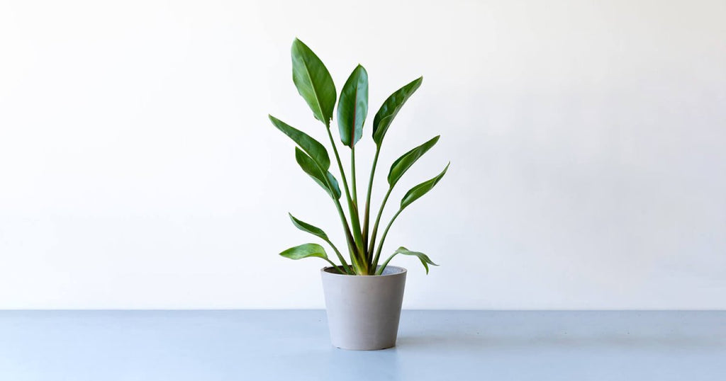 ストレリチア・レギネ