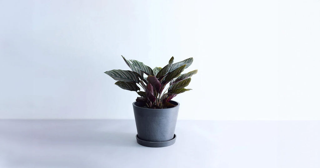 カラテア・オルナータ