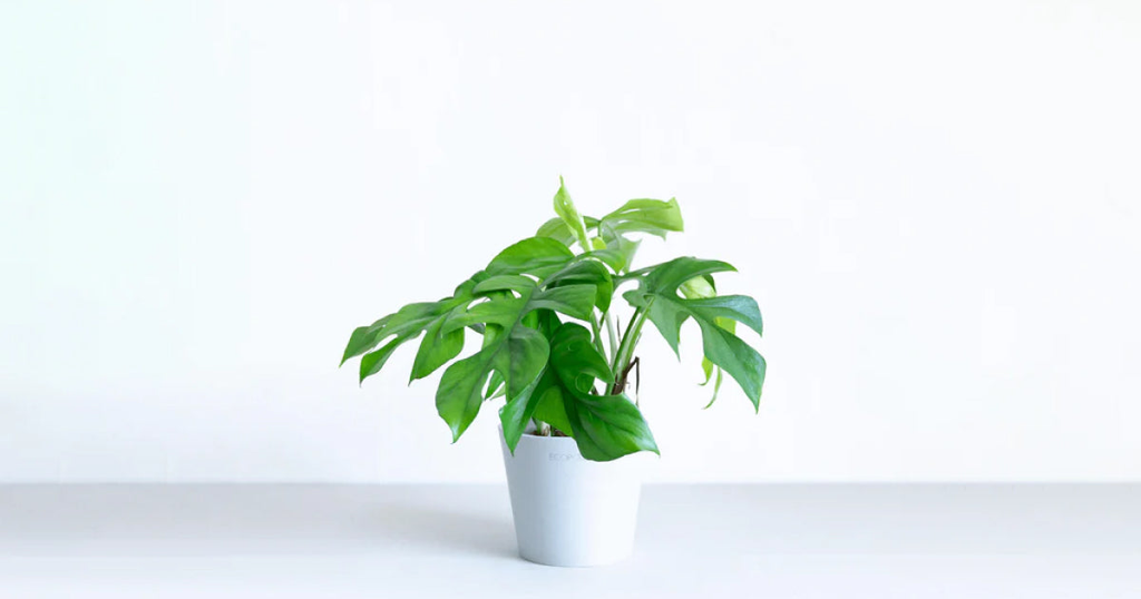 ヒメモンステラ