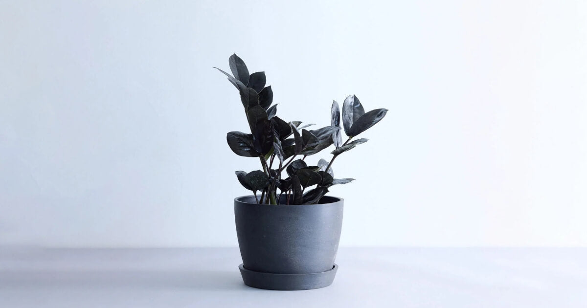 ザミオクルカス・レイヴン