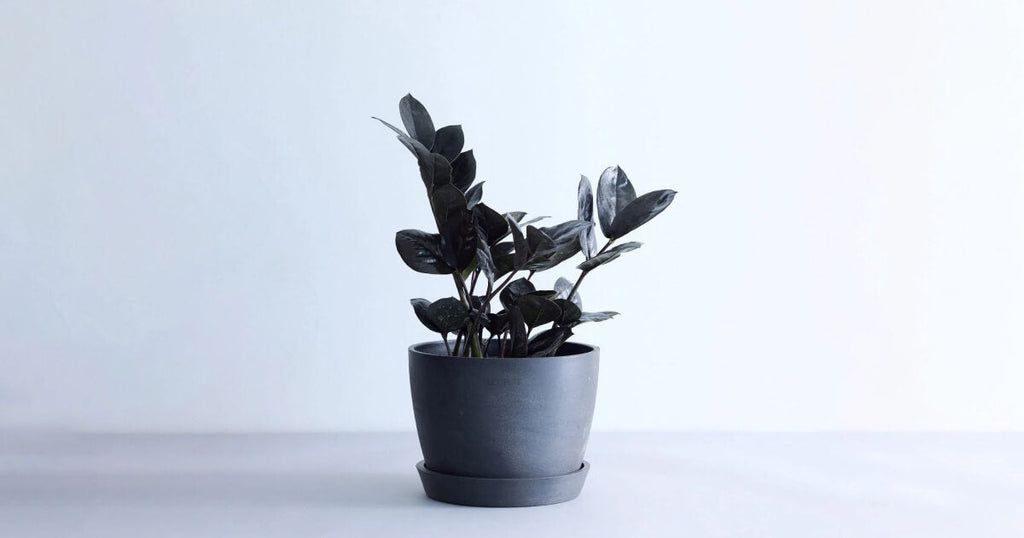 ザミオクルカス・レイヴン