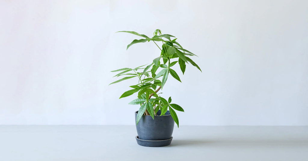 パキラ実生（みしょう）