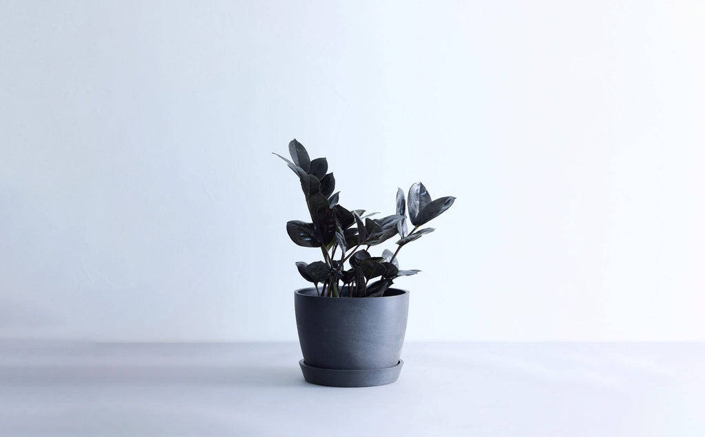 ザミオクルカス・レイヴン 5号