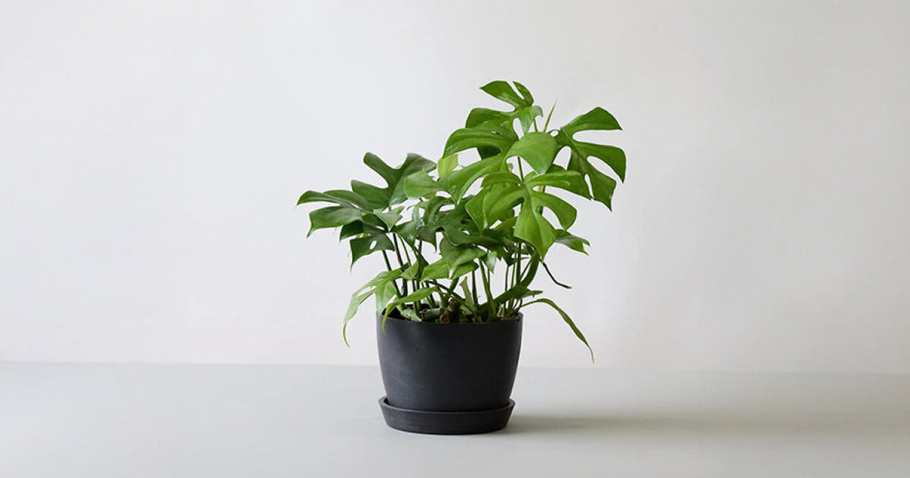 モンステラ 5号