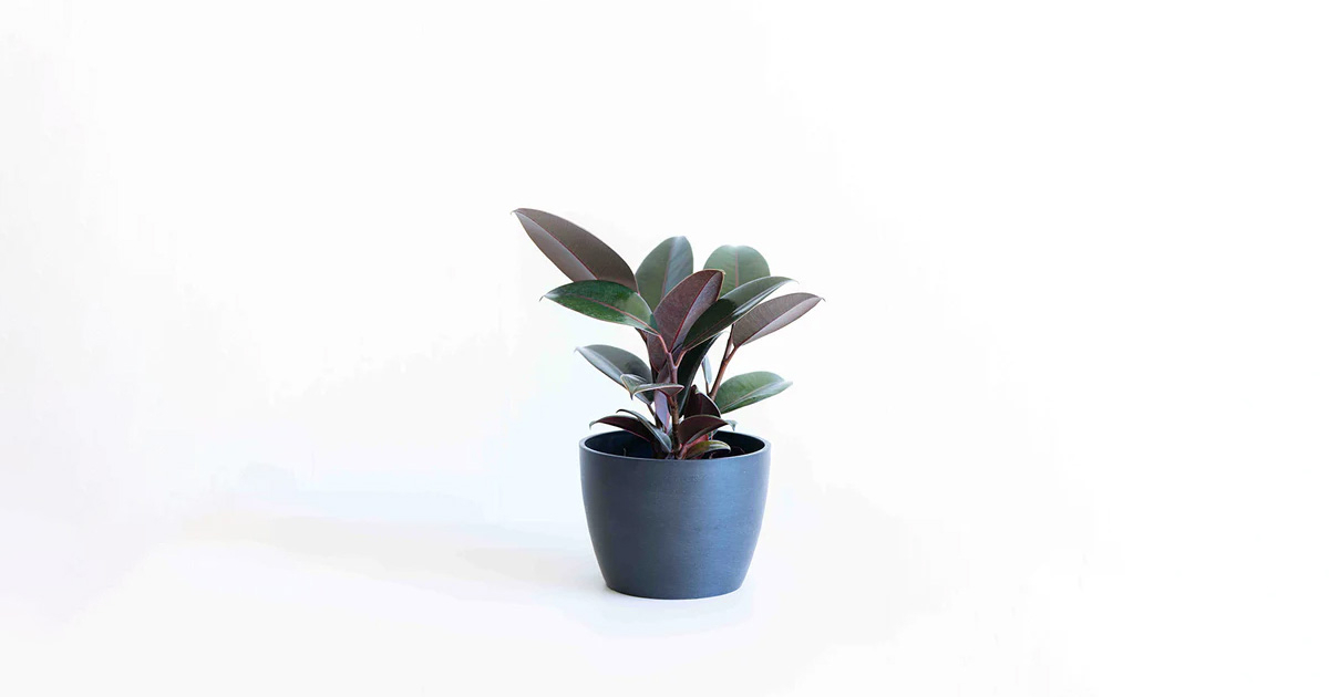 フィカス・バーガンディ